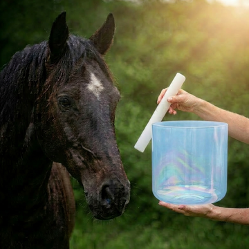 Sound Healing for Animals